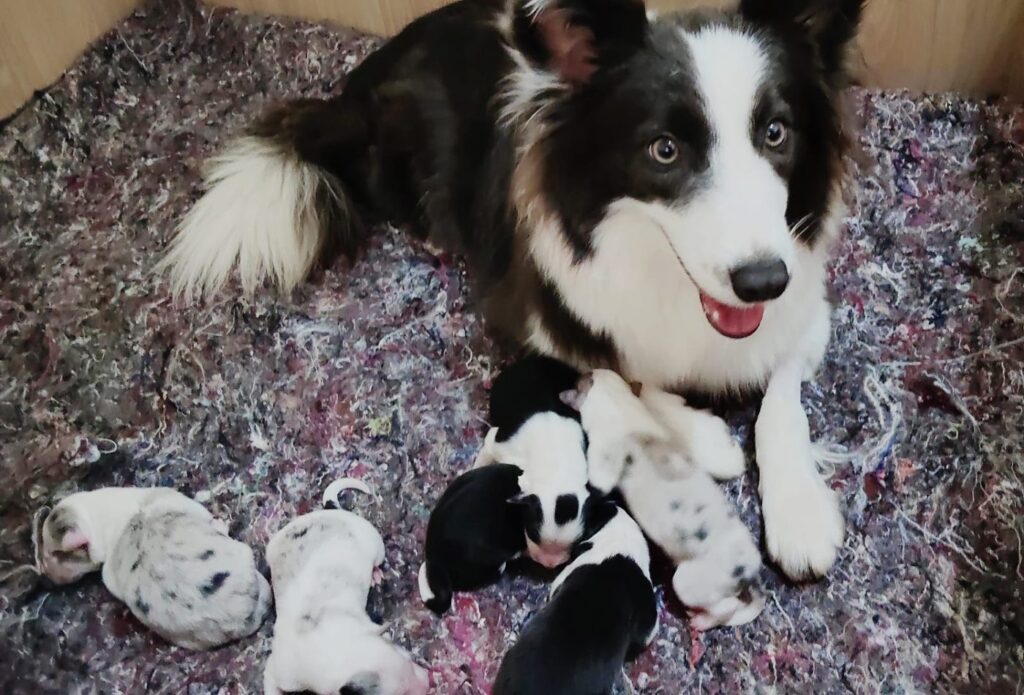 Ninhada C de Border Collie do canil Jackmel