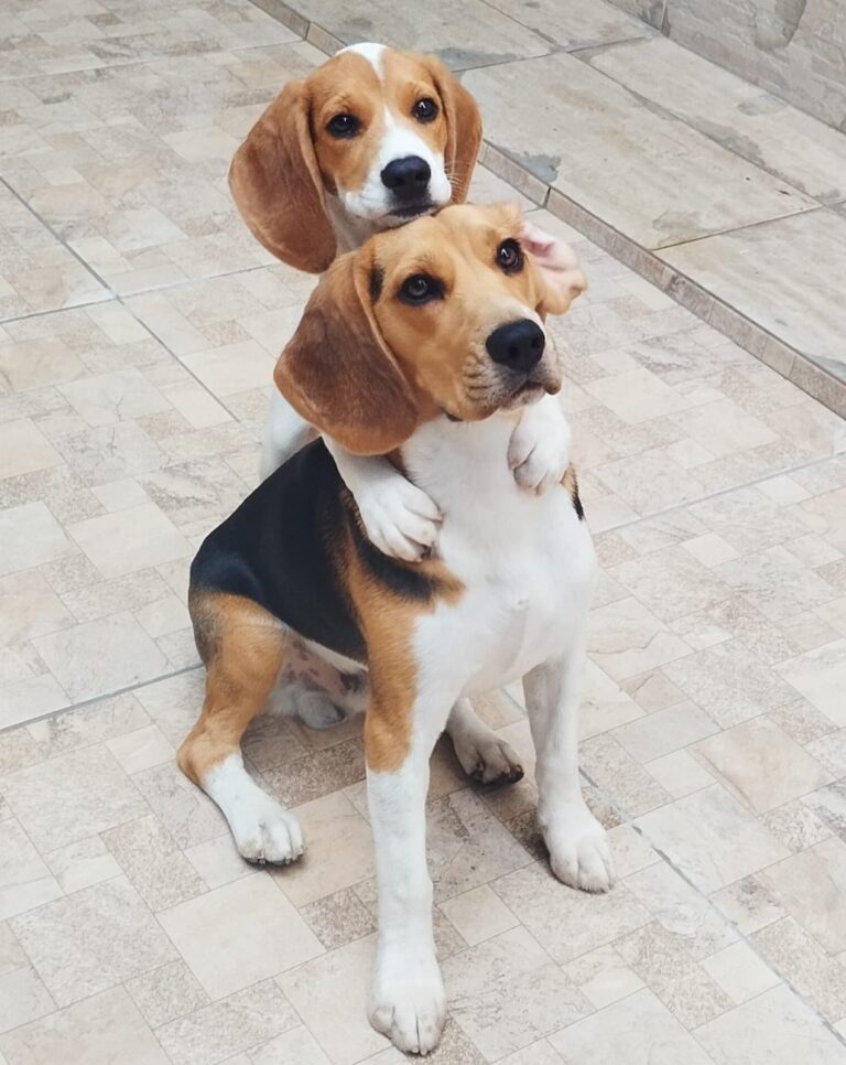 Beagle do canil Jackmel