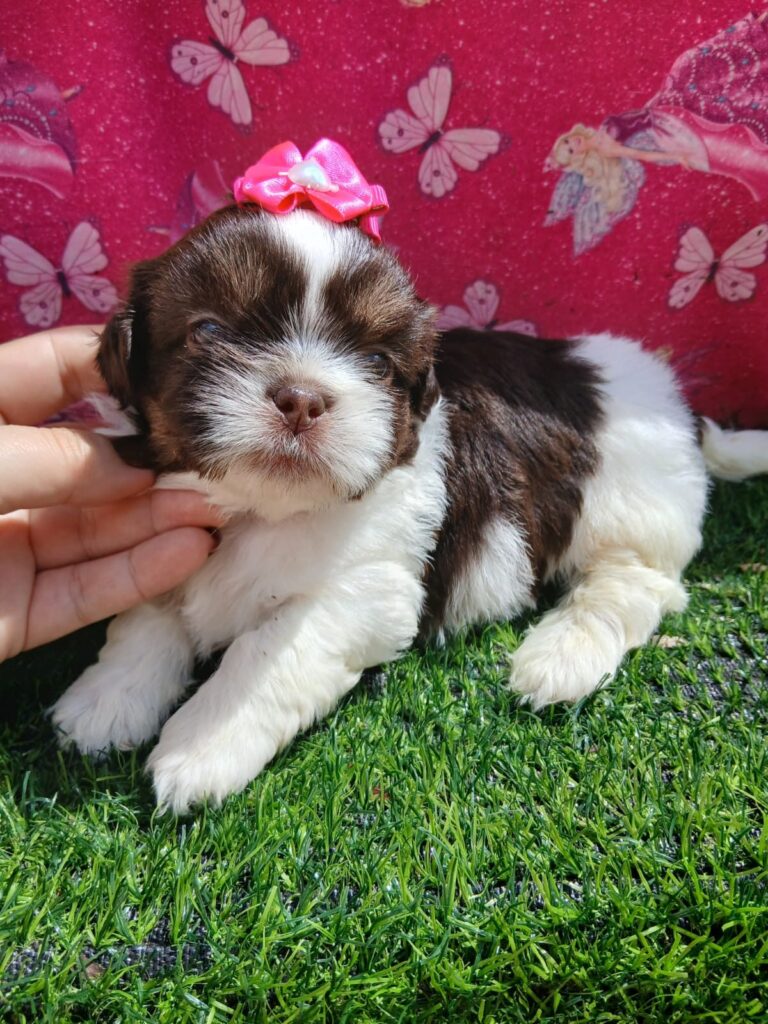 Border Collie do canil Jackmel