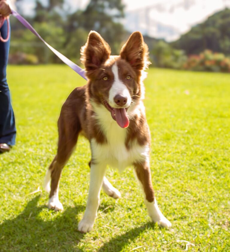 Border Collie do canil Jackmel