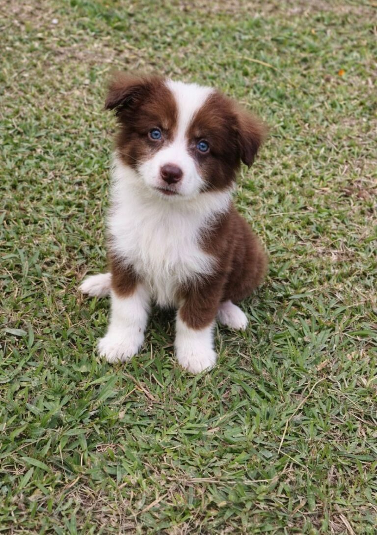 Border Collie do canil Jackmel