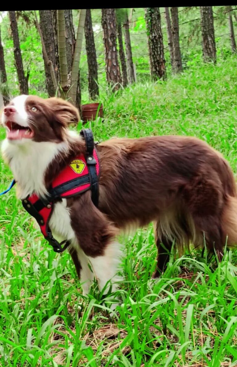 Border Collie do canil Jackmel
