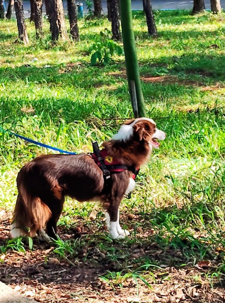 Border Collie do canil Jackmel
