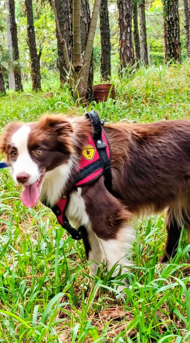 Border Collie do canil Jackmel