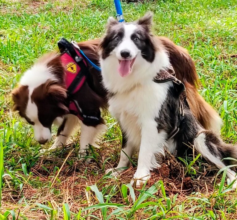Border Collie do canil Jackmel
