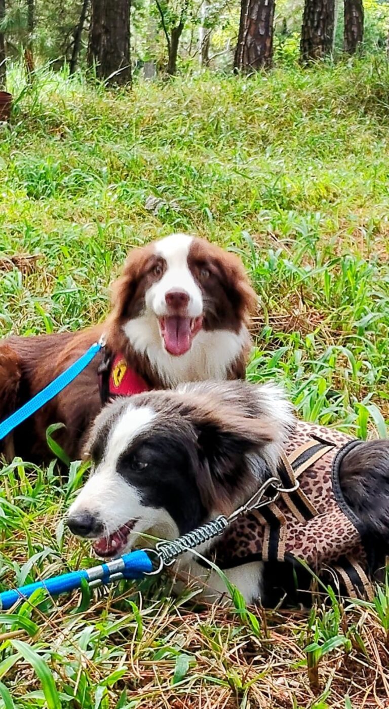 Border Collie do canil Jackmel