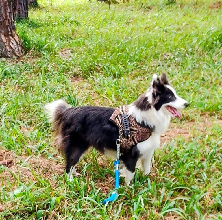 Border Collie do canil Jackmel
