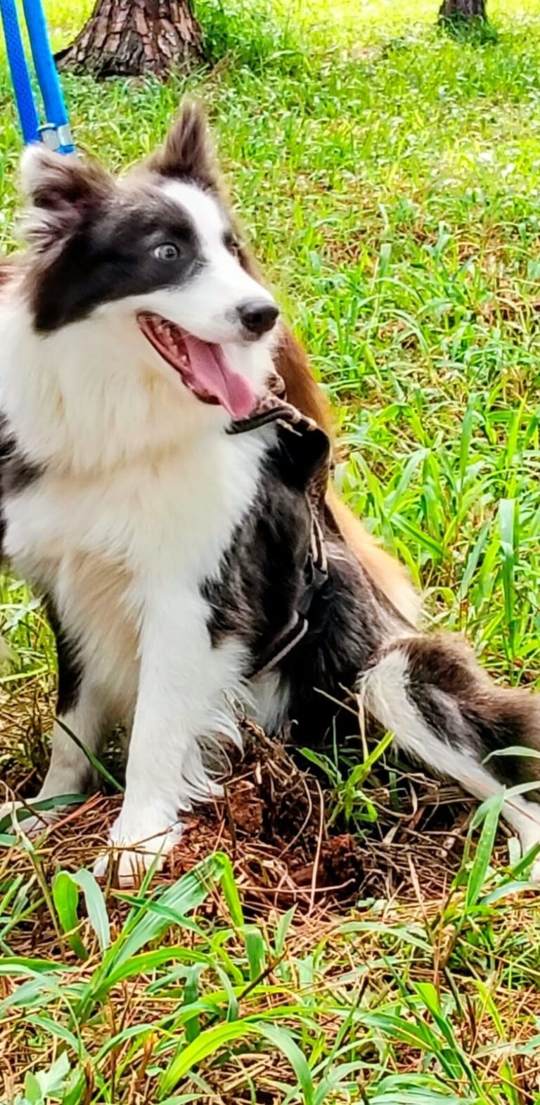 Border Collie do canil Jackmel