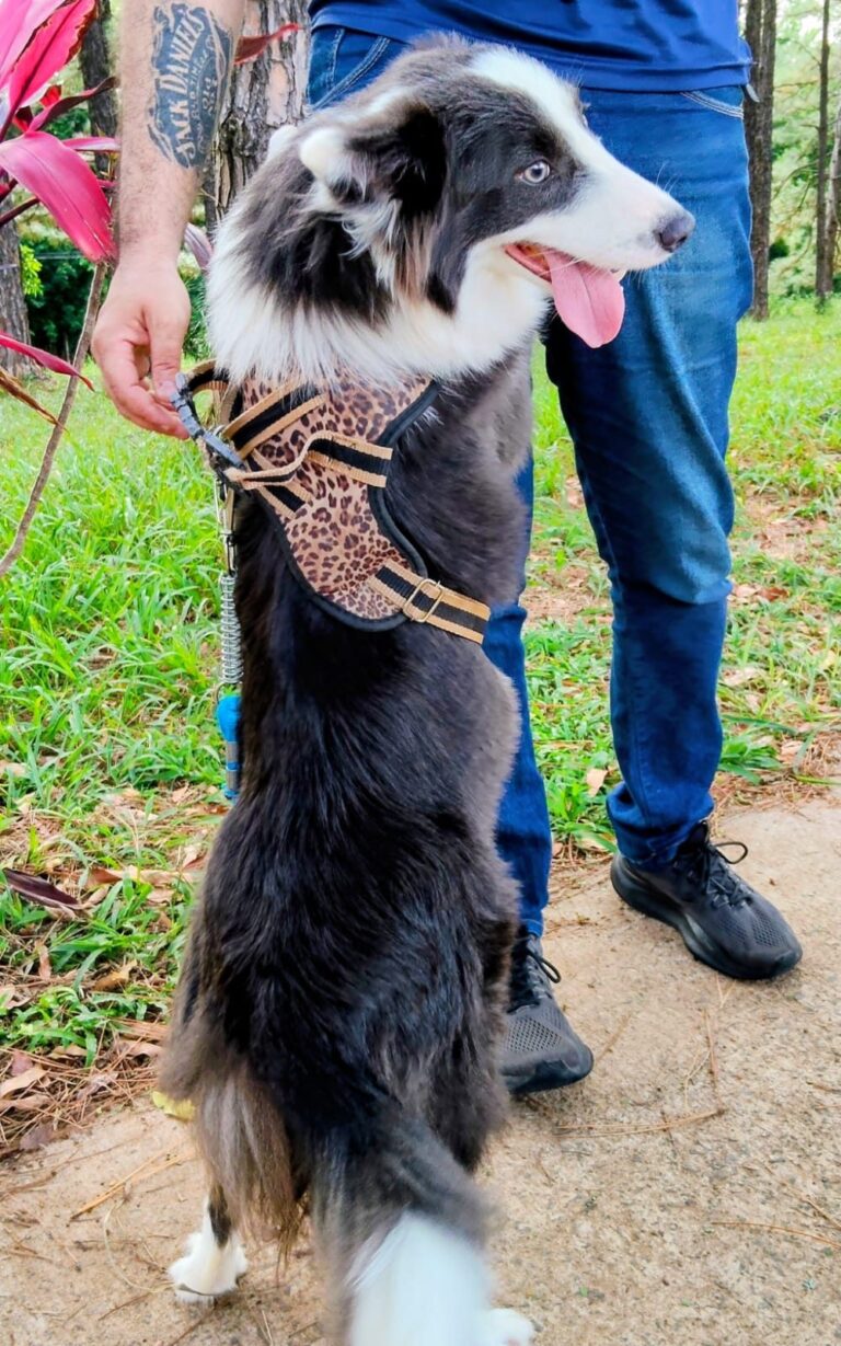 Border Collie do canil Jackmel