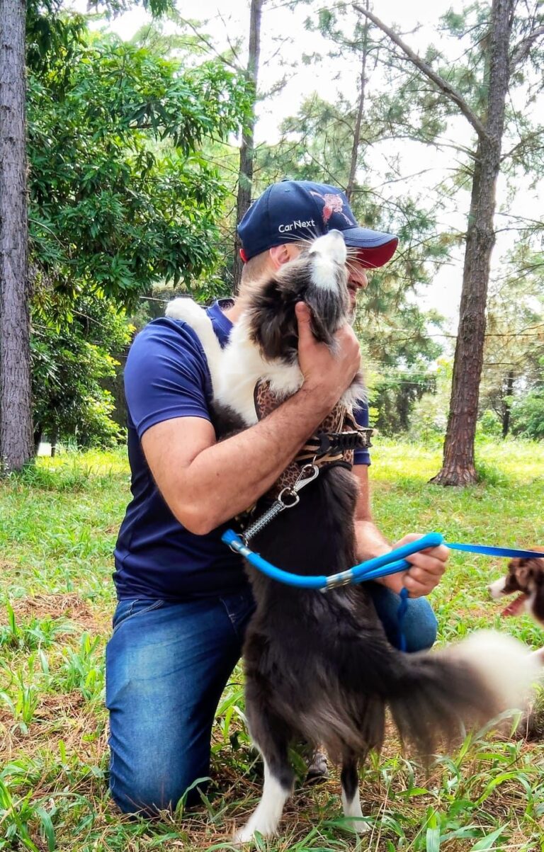 Border Collie do canil Jackmel