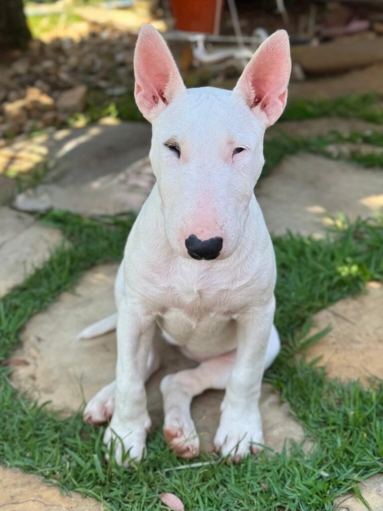 Bull Terrier do canil Jackmel