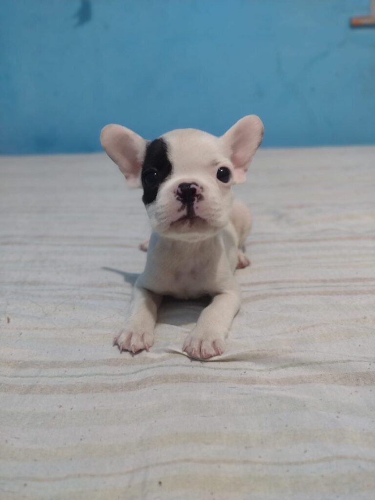 Bulldog Francês do canil Jackmel