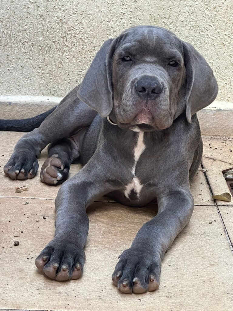 Cane Corso do canil Jackmel