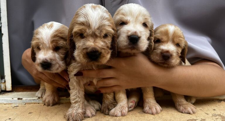 Cocker Spaniel do canil Jackmel