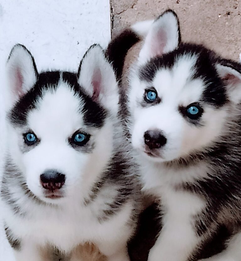 Husky Siberiano do canil Jackmel