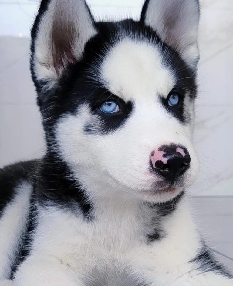 Husky Siberiano do canil Jackmel