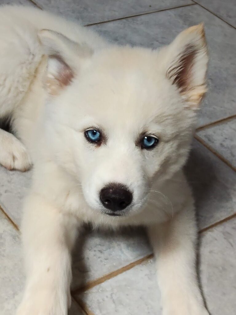 Husky Siberiano do canil Jackmel