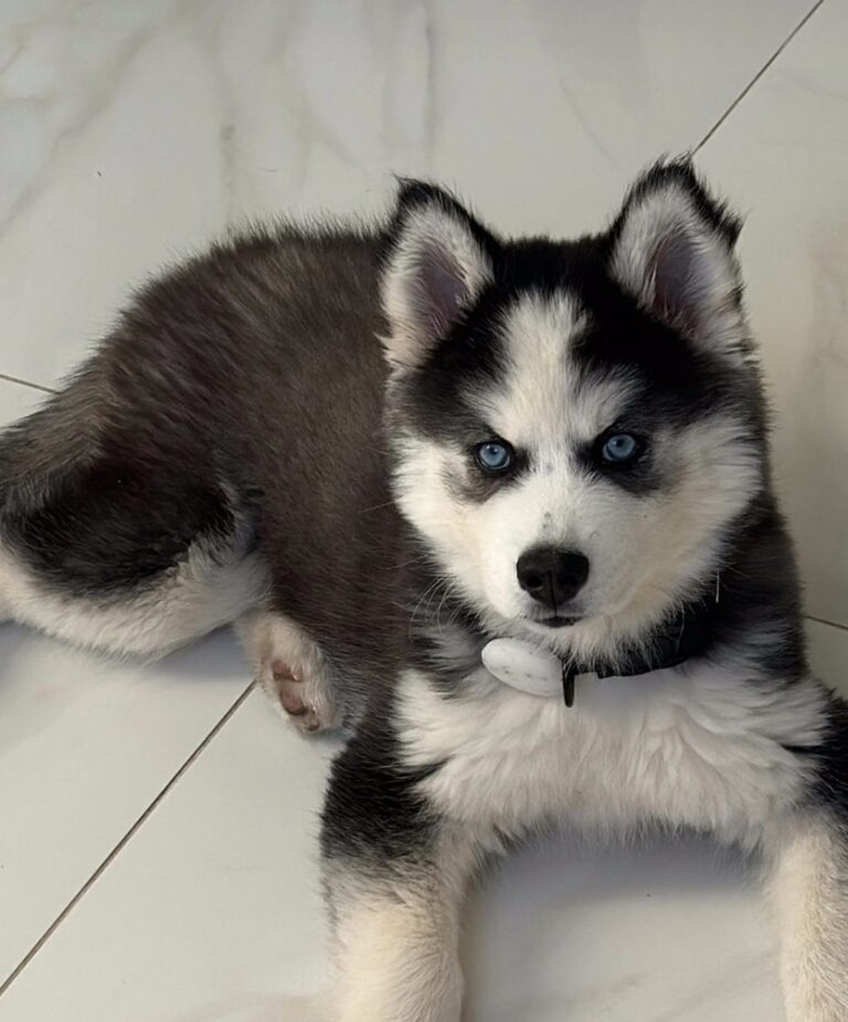 Husky Siberiano do canil Jackmel