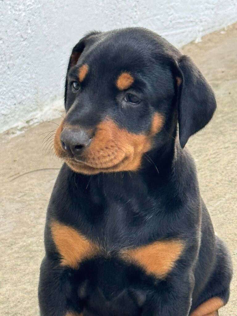 Rottweiler do canil Jackmel